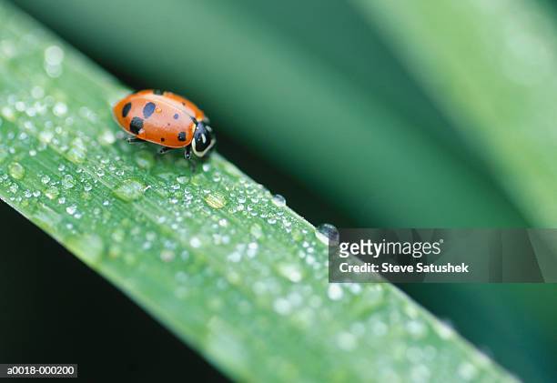 lady bug on grass blade - dew bildbanksfoton och bilder