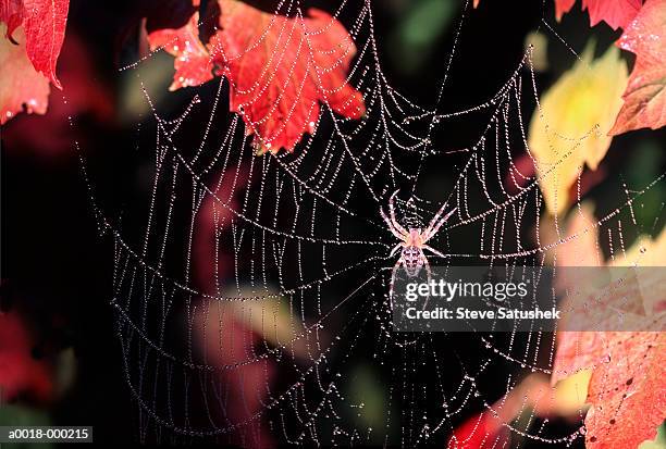 orb weaver spider on web - teia de aranha imagens e fotografias de stock