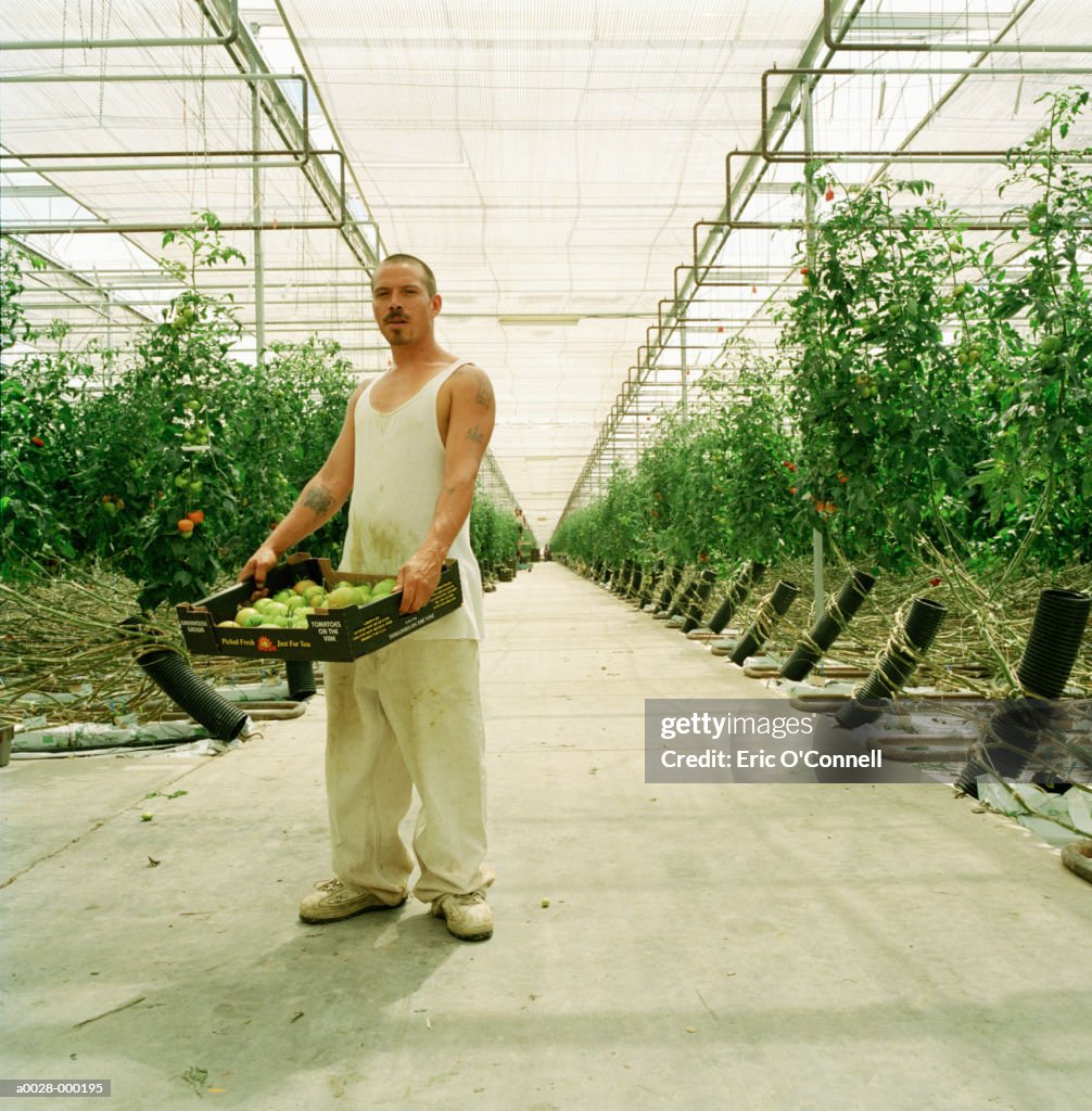 Tomato Farm Worker