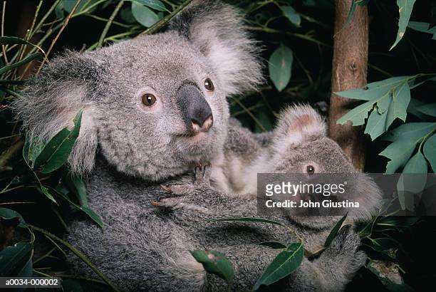 koala and cub - animal family stock pictures, royalty-free photos & images