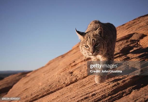 bobcat - wildcats stock pictures, royalty-free photos & images