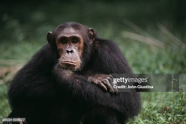 chimpanzee - chimpanzee stock pictures, royalty-free photos & images