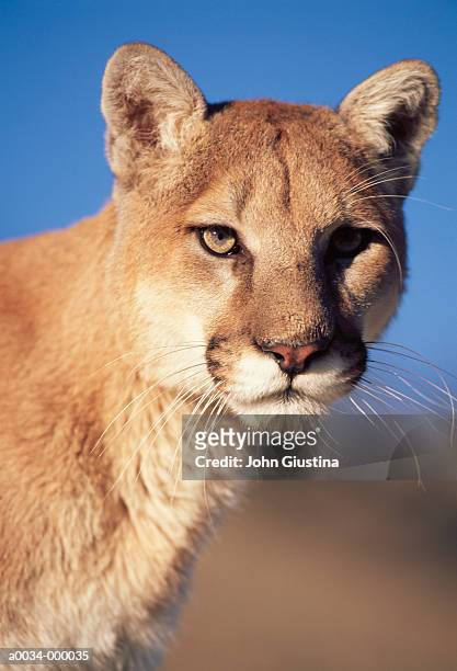 head of puma - mountain lion foto e immagini stock