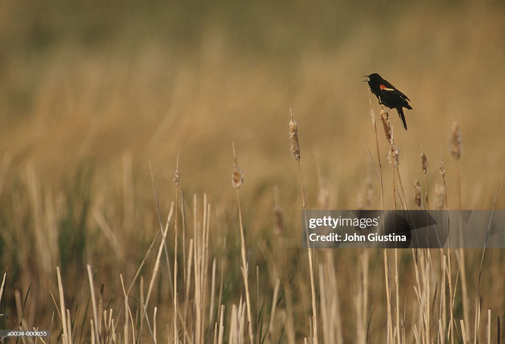 Red-winged Blackbird