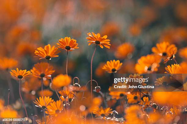 gerbera daisies - orange flower fotografías e imágenes de stock