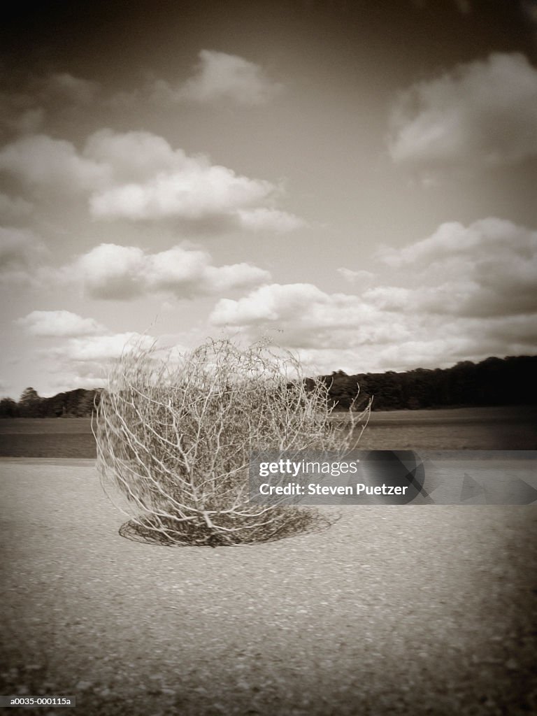 Tumbleweed on Rural Road