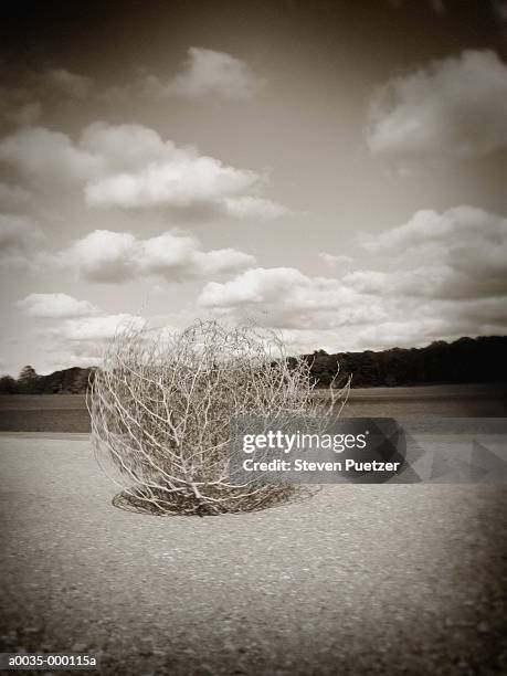 tumbleweed on rural road - tumbleweed stock pictures, royalty-free photos & images