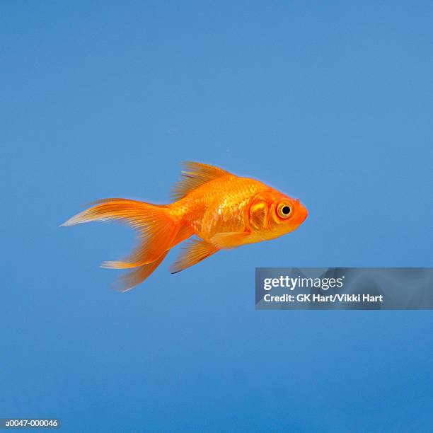 goldfish - pet goldfish stock pictures, royalty-free photos & images