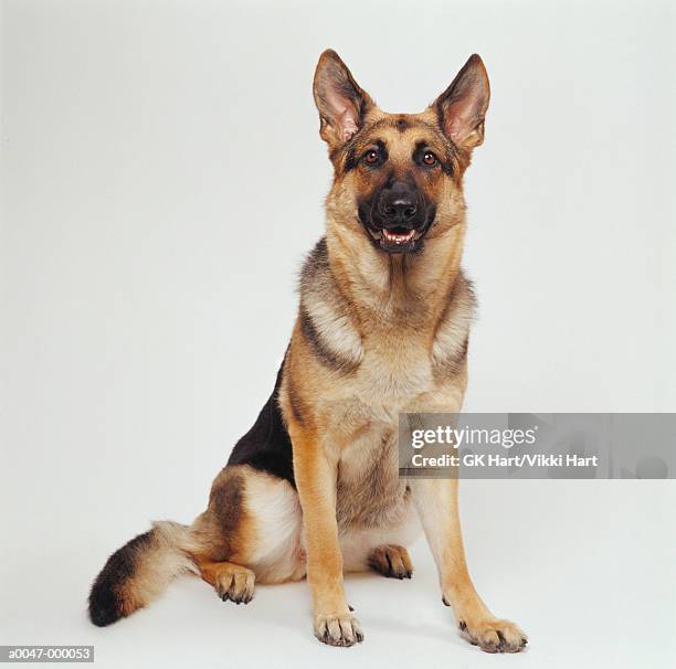 german shepherd - duitse herder stockfoto's en -beelden