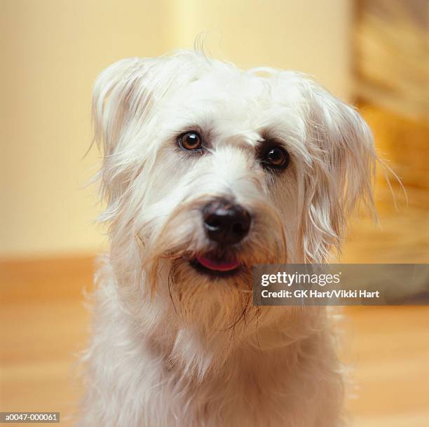 wheaton terrier - soft coated wheaten terrier bildbanksfoton och bilder