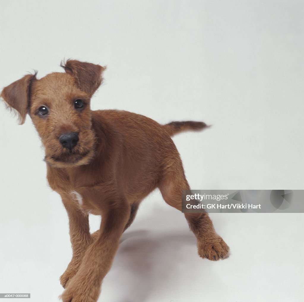 Irish Terrier Puppy