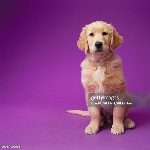 golden retriever puppy - dog coloured background stock pictures, royalty-free photos & images