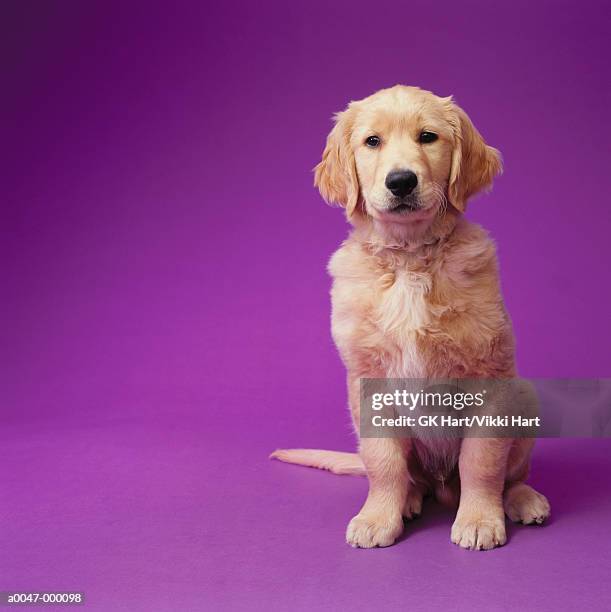 Golden Rer 8,703 Golden Retriever Puppies Stock Photos, High-Res Pictures, and ...
