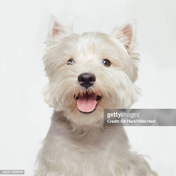 west highland terrier - west highland white terrier stock pictures, royalty-free photos & images