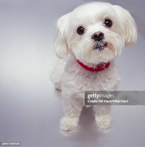 7,233 Maltese Dog Photos and Premium High Res Pictures - Getty Images 7,233 Maltese Dog Photos and Premium High Res Pictures - Getty Images