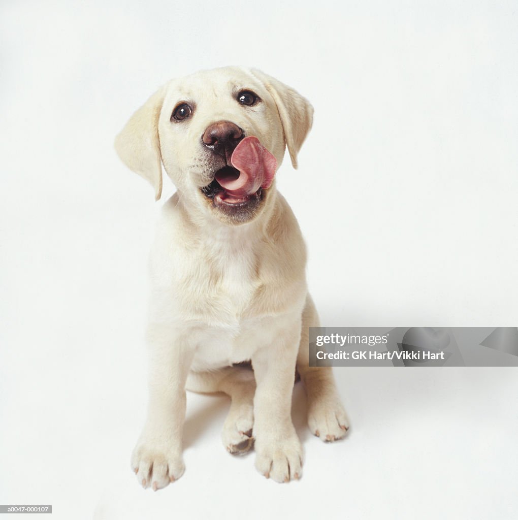 Labrador Puppy