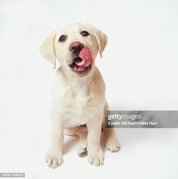 labrador puppy - colocar a língua para fora - fotografias e filmes do acervo