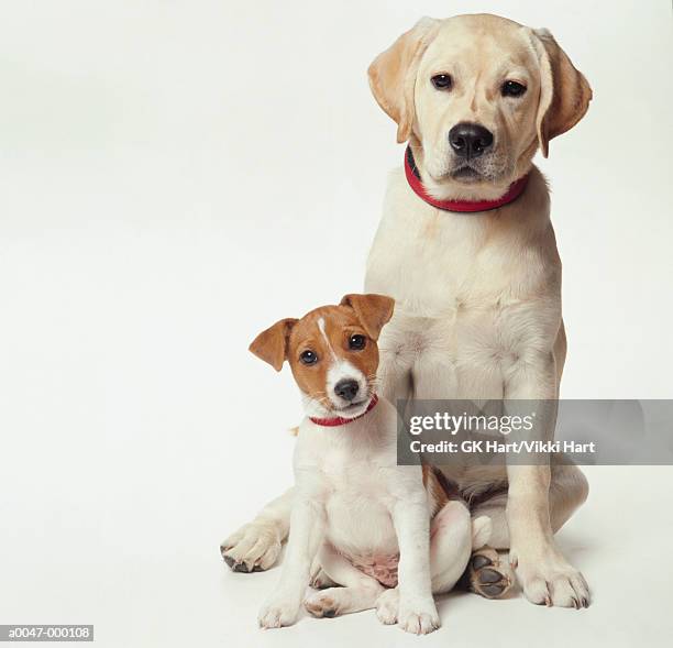 labrador with jack russell - two dogs stock-fotos und bilder