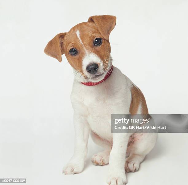 jack russell puppy - jack russell terrier stock-fotos und bilder