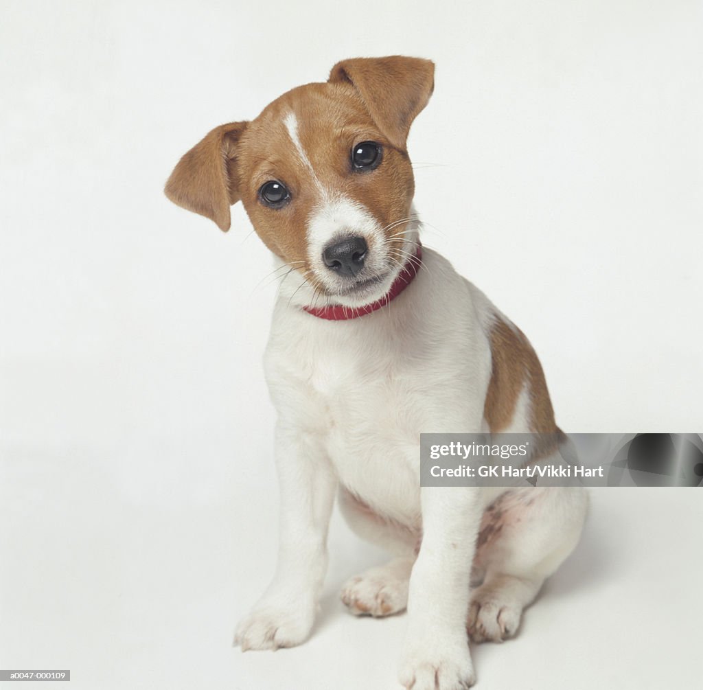 Jack Russell Puppy