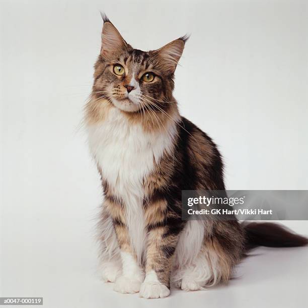 maine coon cat - maine coon katze stock-fotos und bilder