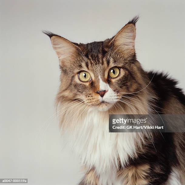 maine coon cat - maine coon cat stock pictures, royalty-free photos & images