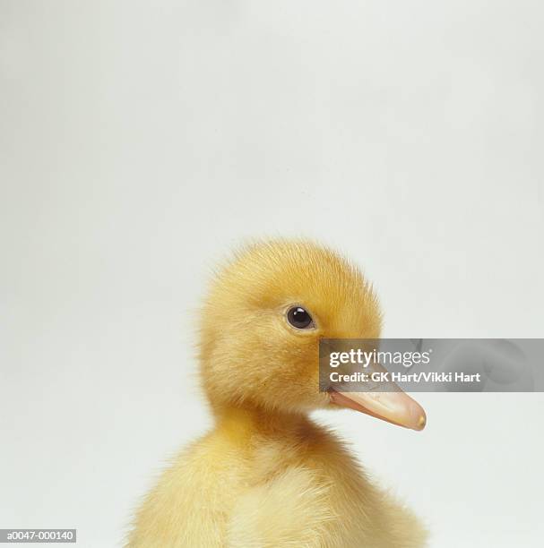 chick - 水生生物 個照片及圖片檔