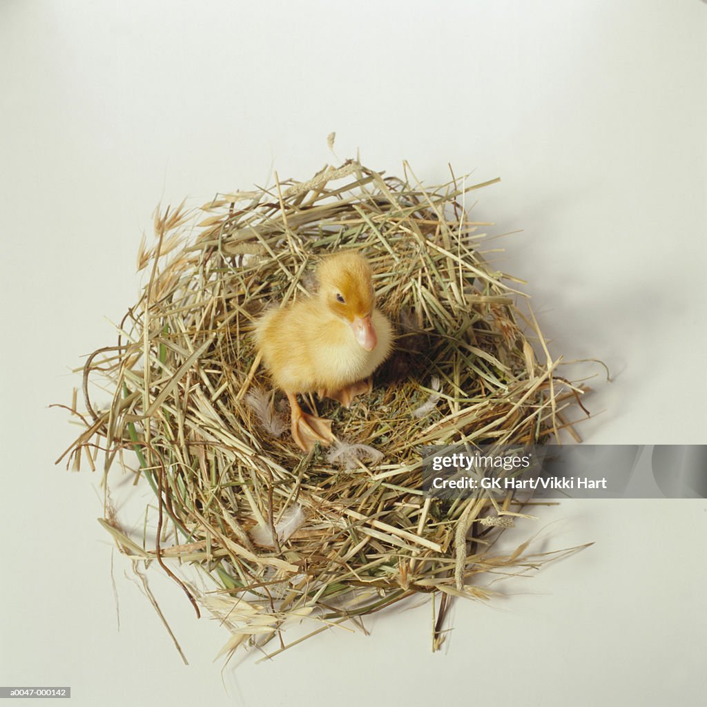 Chick in Nest