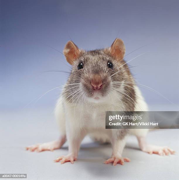 rat - rat stock pictures, royalty-free photos & images