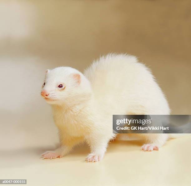 white ferret - white ferret stock pictures, royalty-free photos & images