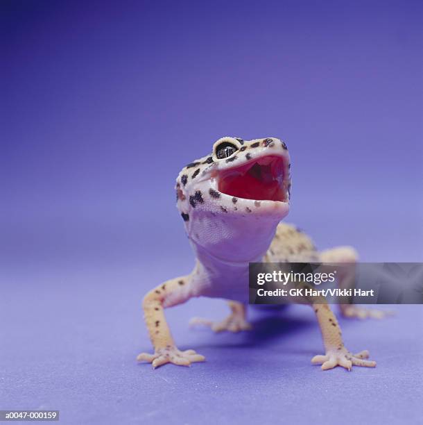 leopard gecko - leopard gecko stockfoto's en -beelden