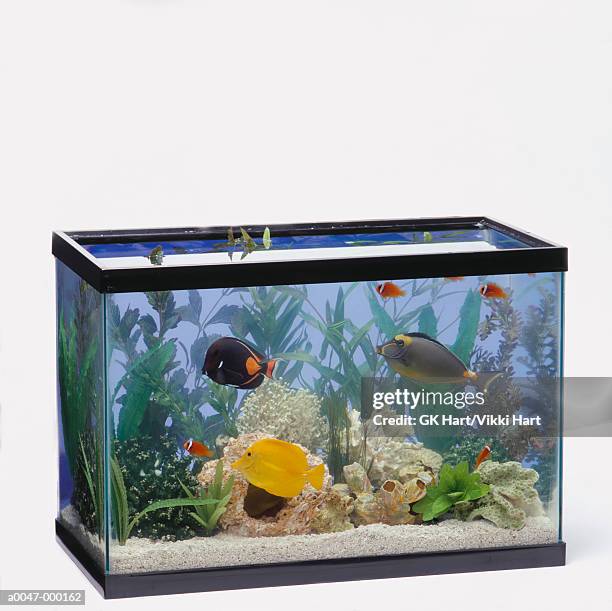 tropical fish in tank - fish tank stock pictures, royalty-free photos & images