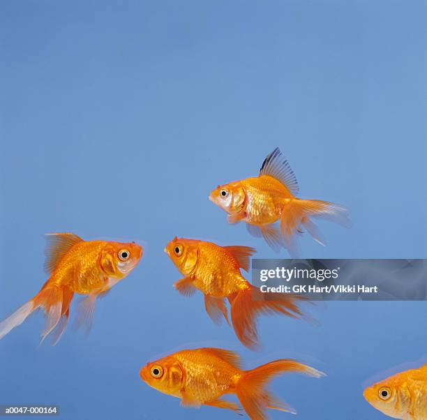 four goldfish - goldfisch stock-fotos und bilder