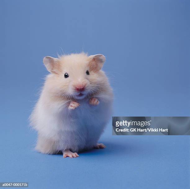 hamster - schattig stockfoto's en -beelden
