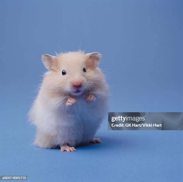 hamster - cute animals stock pictures, royalty-free photos & images