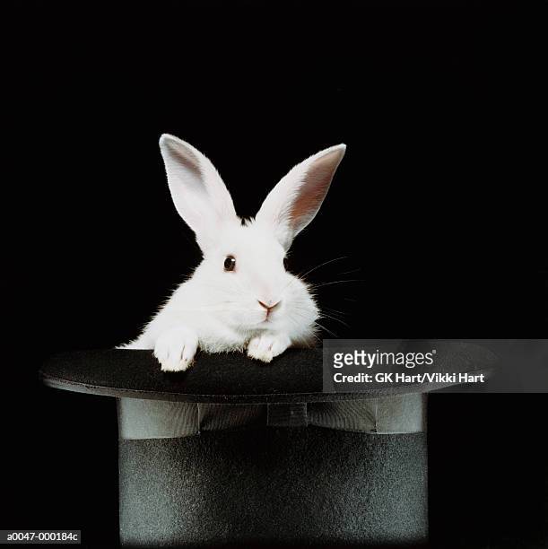 white rabbit in top hat - white rabbit stock pictures, royalty-free photos & images