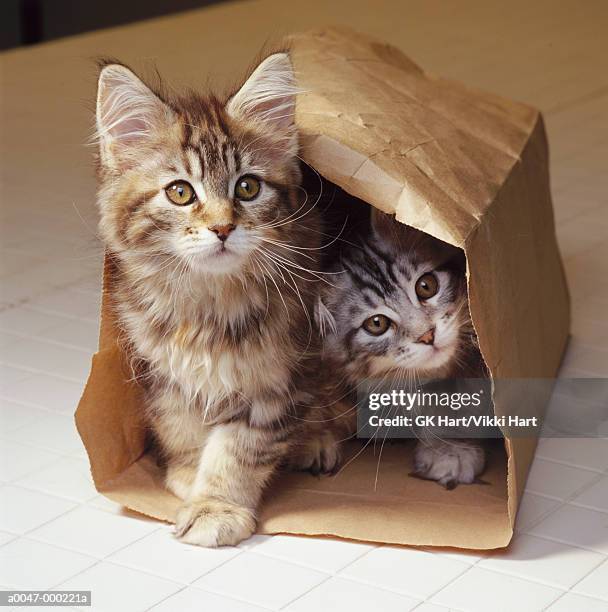 two maine coon kittens in bag - maine coon cat imagens e fotografias de stock