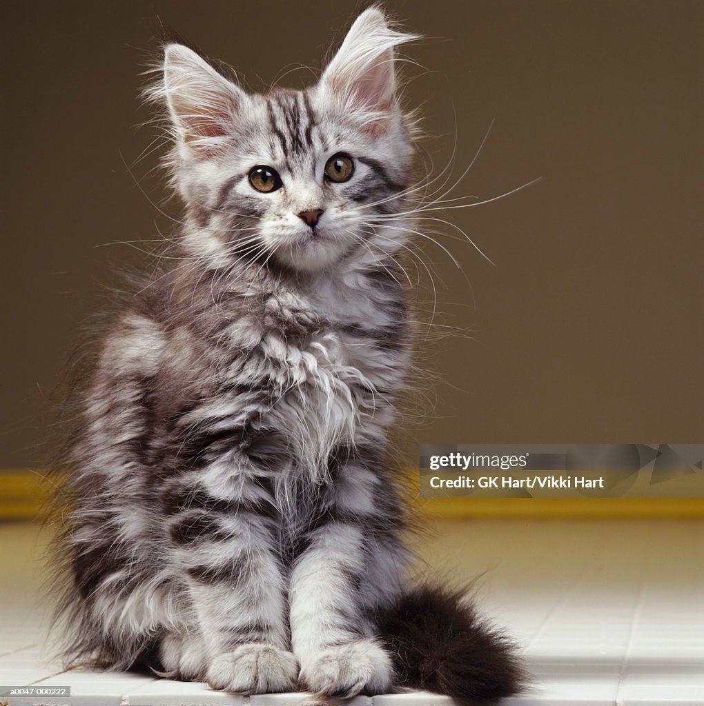 Maine Coon Kitten