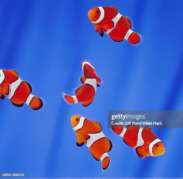 shoal of clown fish - anemonefish ストックフォトと画像