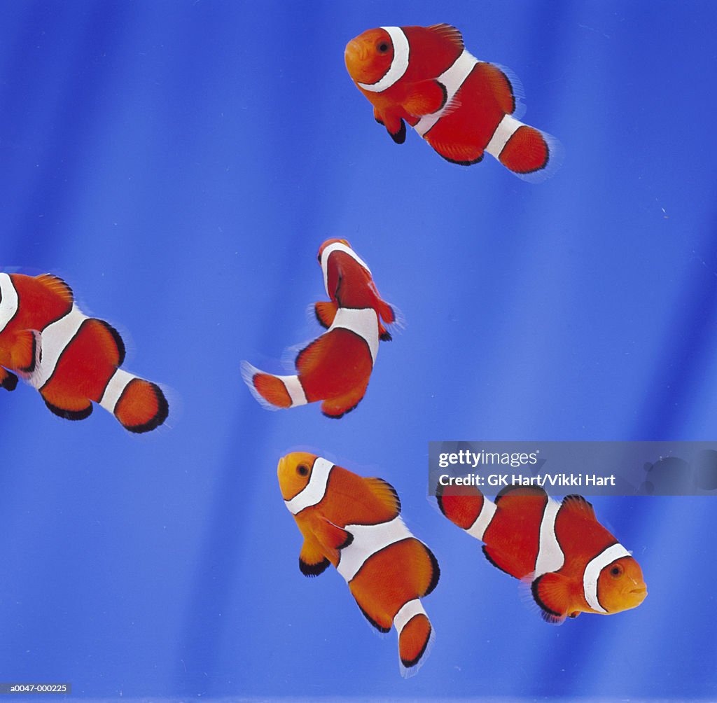 Shoal of Clown Fish