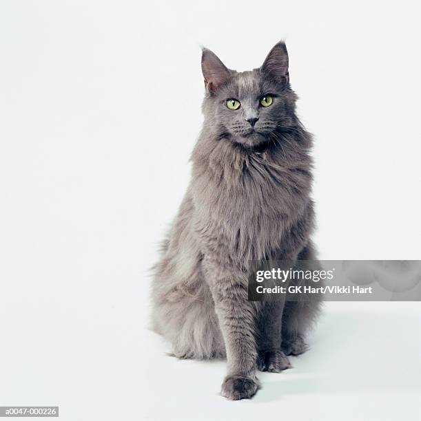 gray cat - cat and white background stockfoto's en -beelden