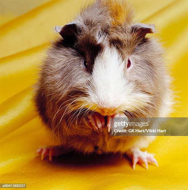 guinea pig - cute guinea pig stock pictures, royalty-free photos & images