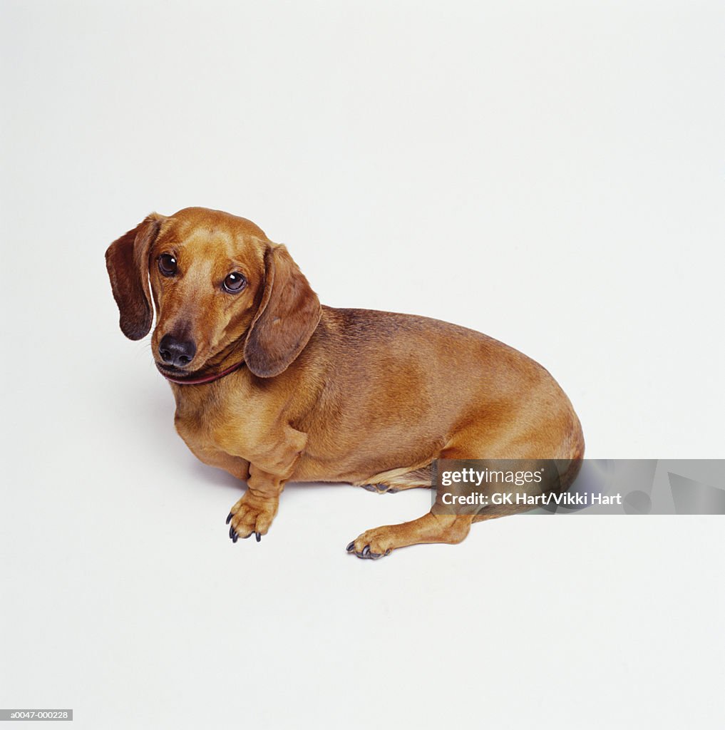 Dachshund Dog