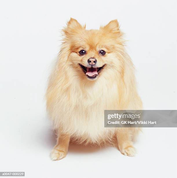 pomeranian dog - pomeranio fotografías e imágenes de stock