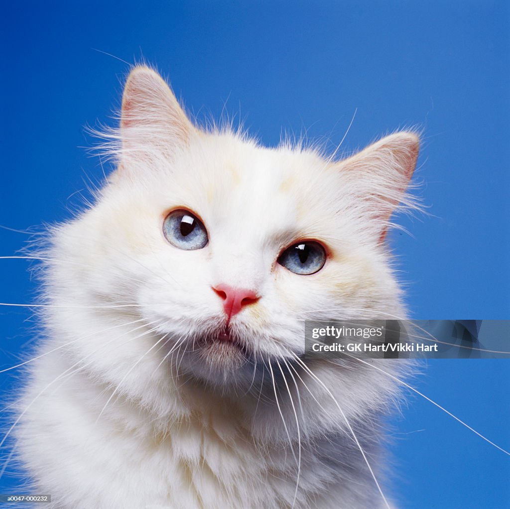Head of White Cat