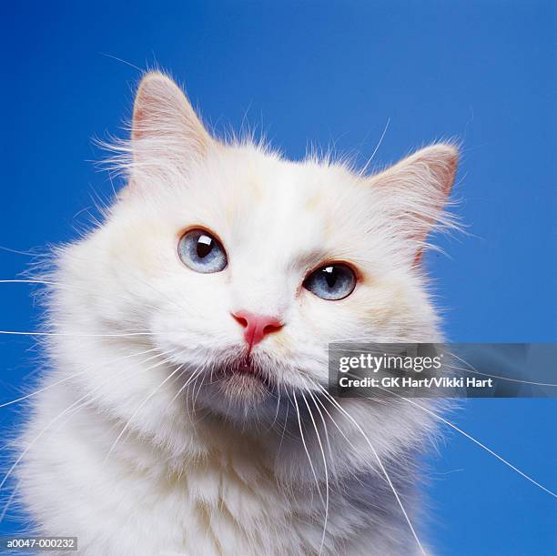 head of white cat - tierkopf stock-fotos und bilder