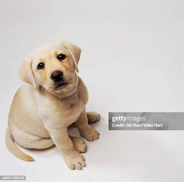 yellow labrador puppy - labrador puppy stock pictures, royalty-free photos & images
