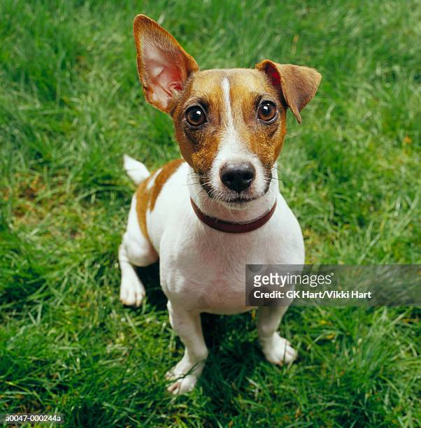 jack russell terrier - jack russell terrier stock-fotos und bilder