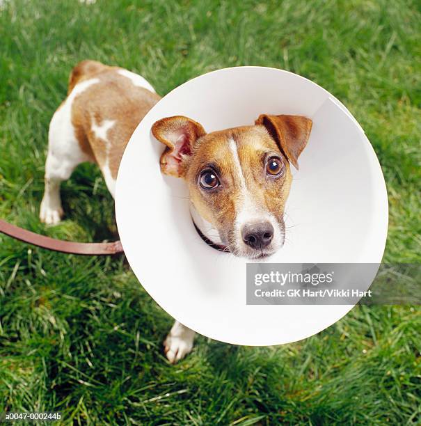 dog with medical collar - hondenkraag stockfoto's en -beelden