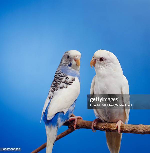 budgerigars - wellensittich-sittich stock-fotos und bilder